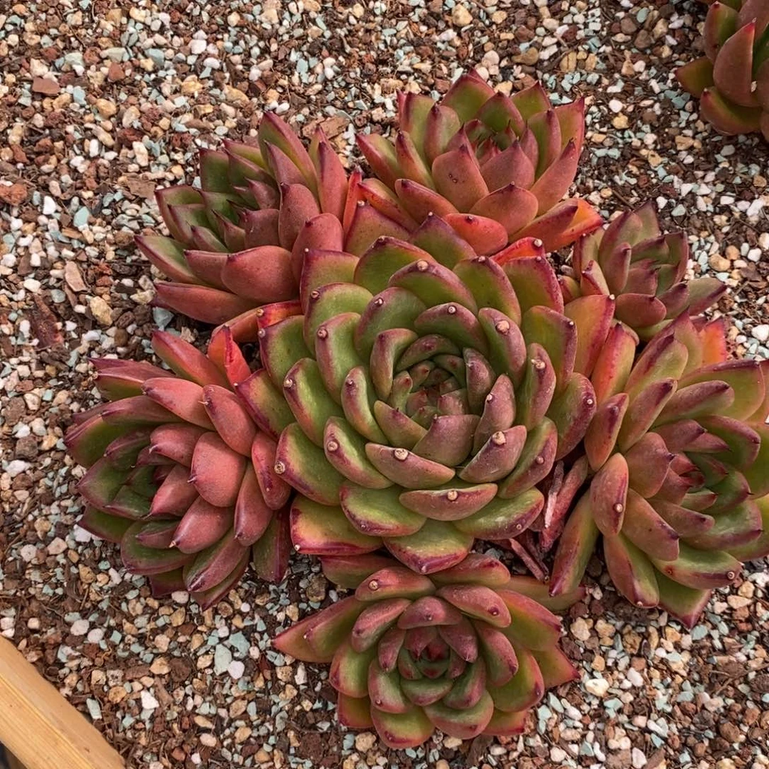 自然群，东云大群，