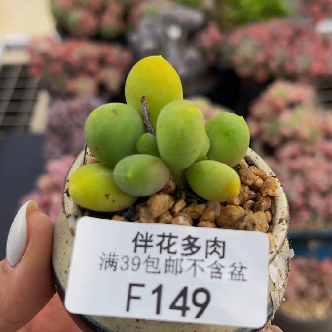 149-芒果奶多肉3cm