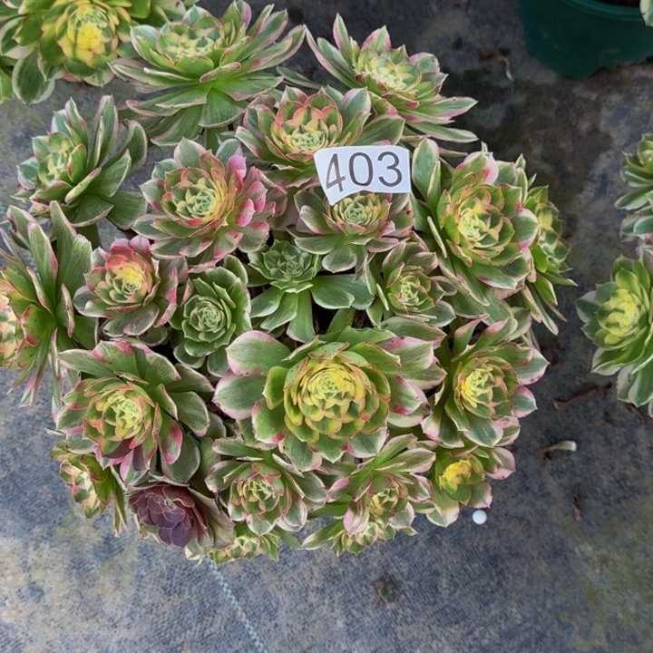 0000000000403玉芙蓉