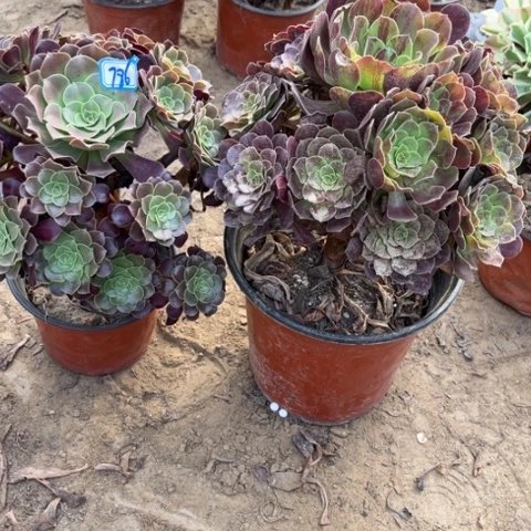 786多肉植物组合，