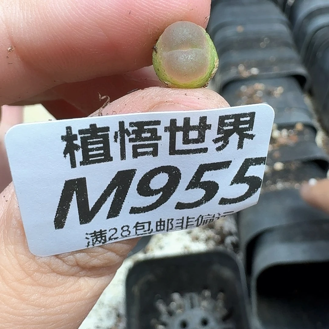 多肉植物的润泽地肉