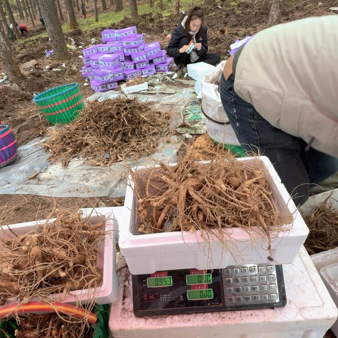 麟***界林下参13年以上11000g