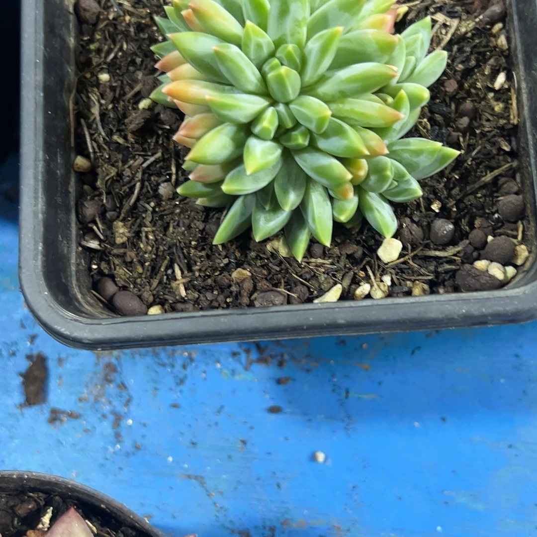 幻影朵朵多肉植物