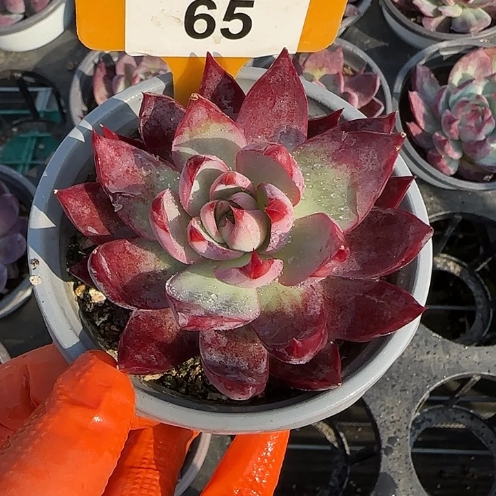 65 惊鸿仙子多肉植物7-9cm