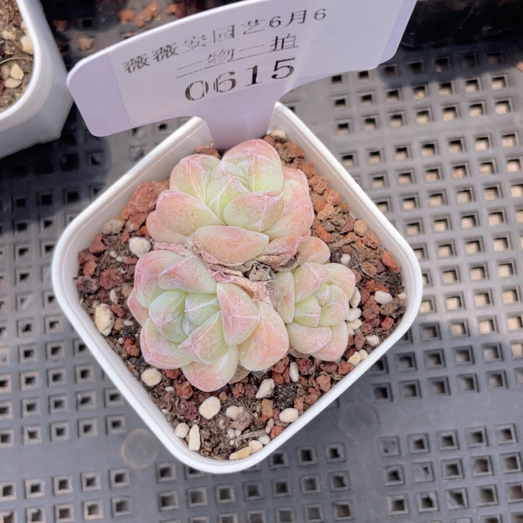 薇薇安园艺多肉0615