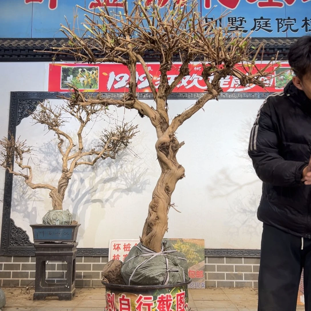 无花朵金银花开花5598566