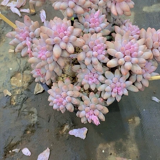 妈****体婴儿手指多肉植物群
