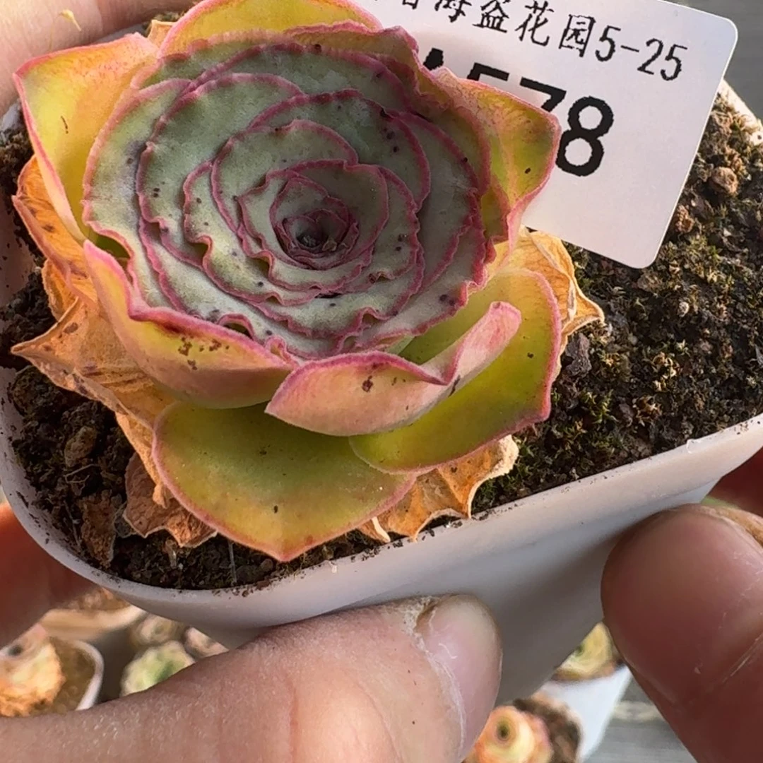 许A578 福袋链接福袋