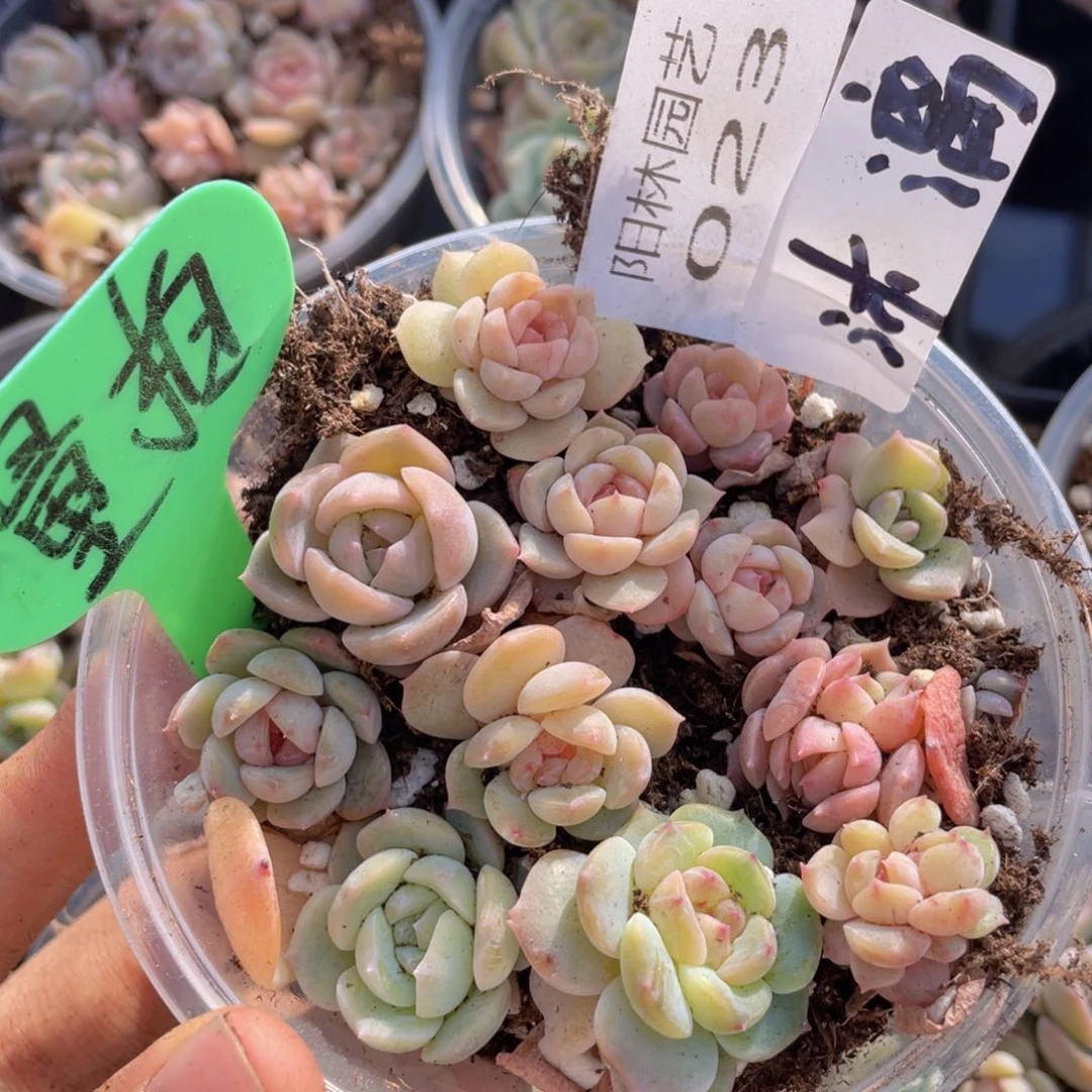 量拍多肉植物多肉植物23