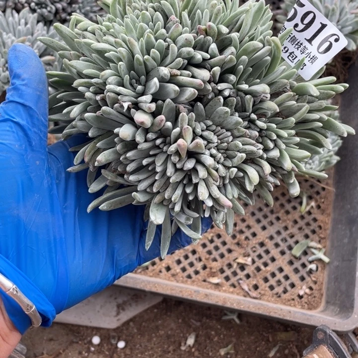 爱**养916号白雪多肉植物