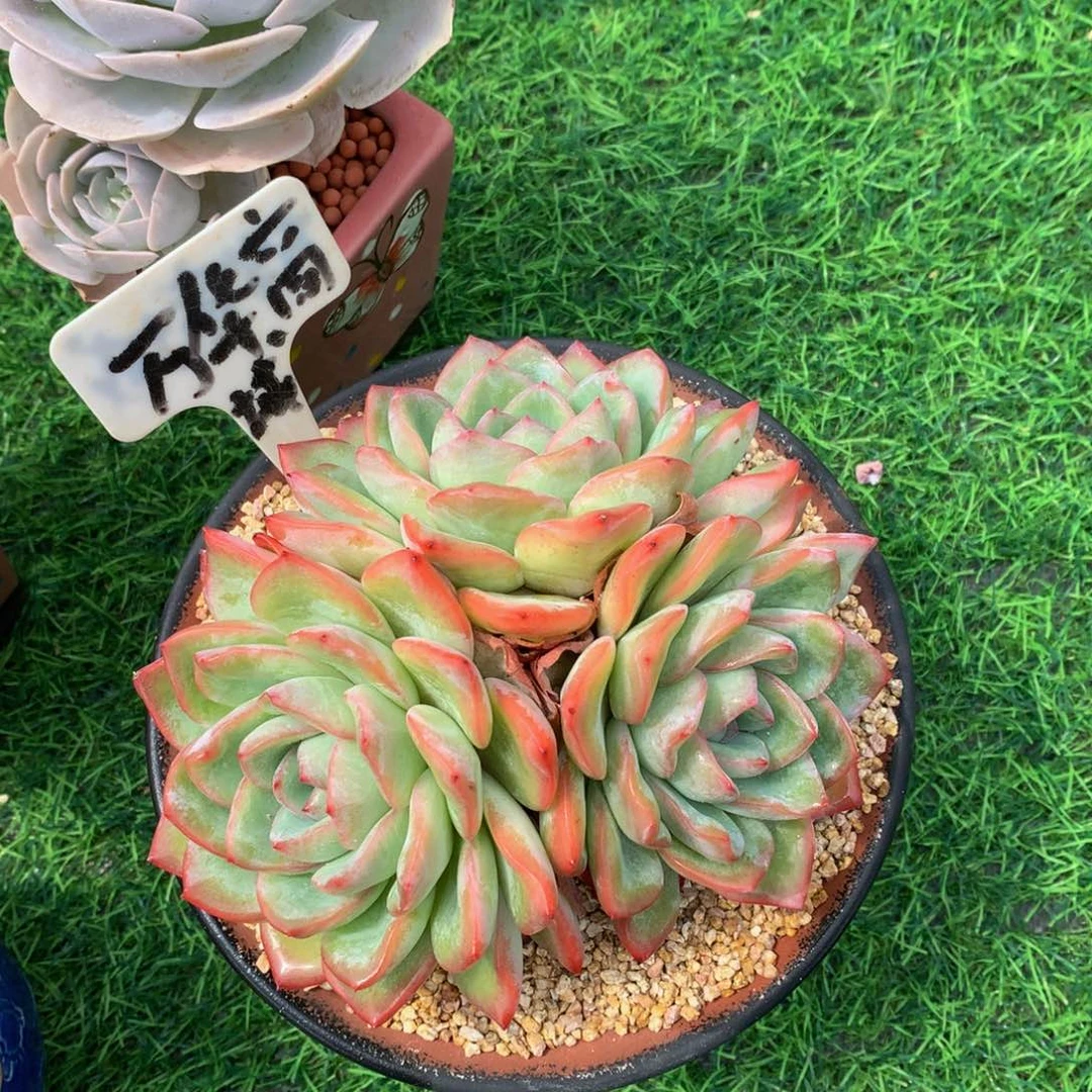 魏***双多肉植物62627373738