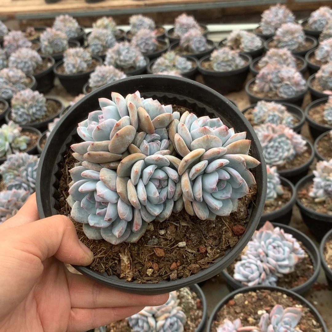 无花朵哈哈哈哈哈哈哈哈无砍