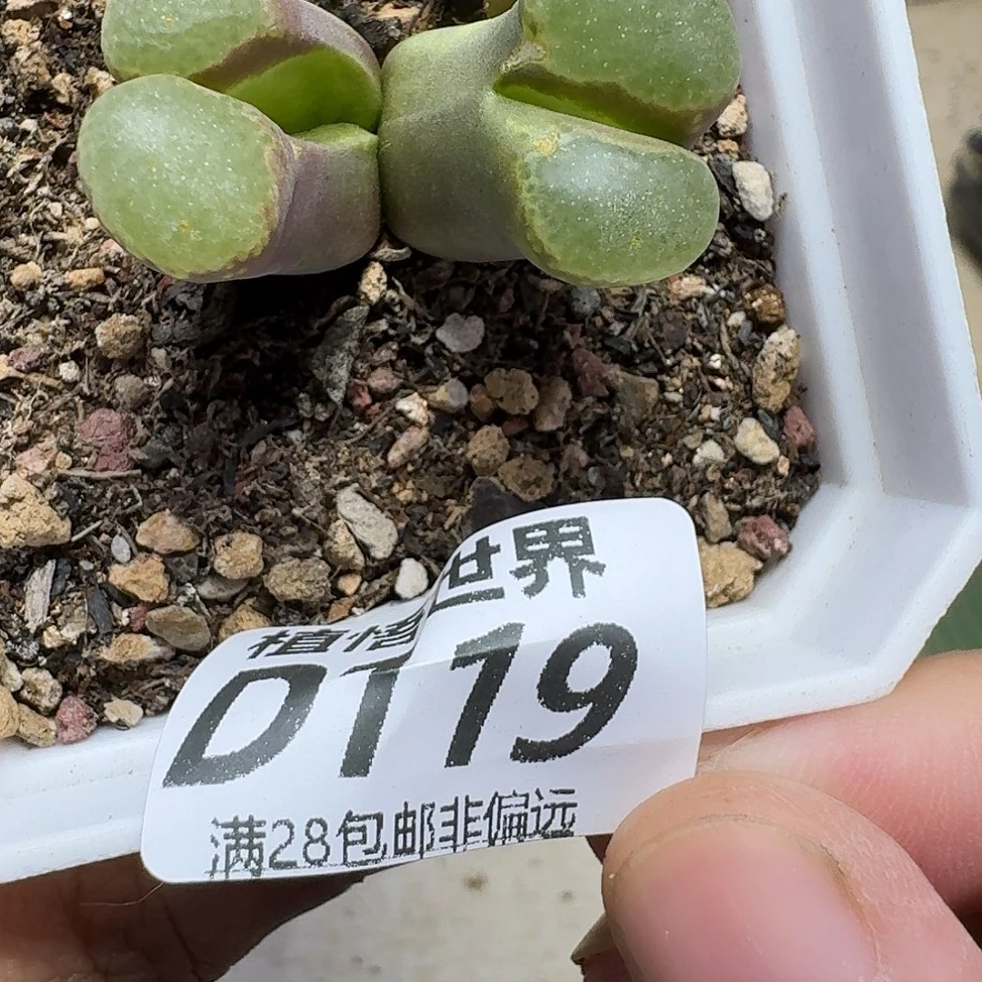 多肉植物的润泽ghn