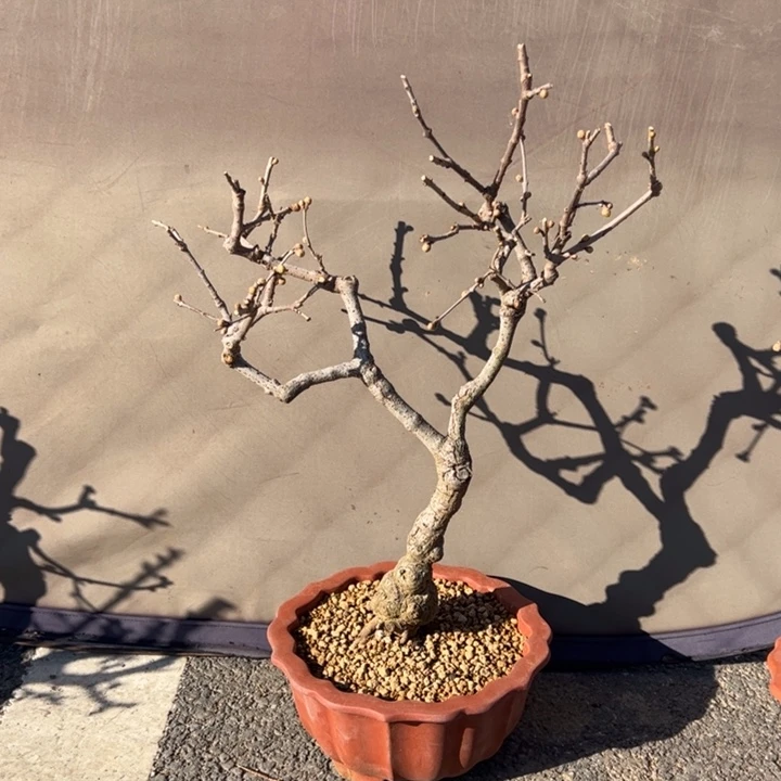 百***叶大量花朵（建议范围：8朵-15朵 或40%以上）