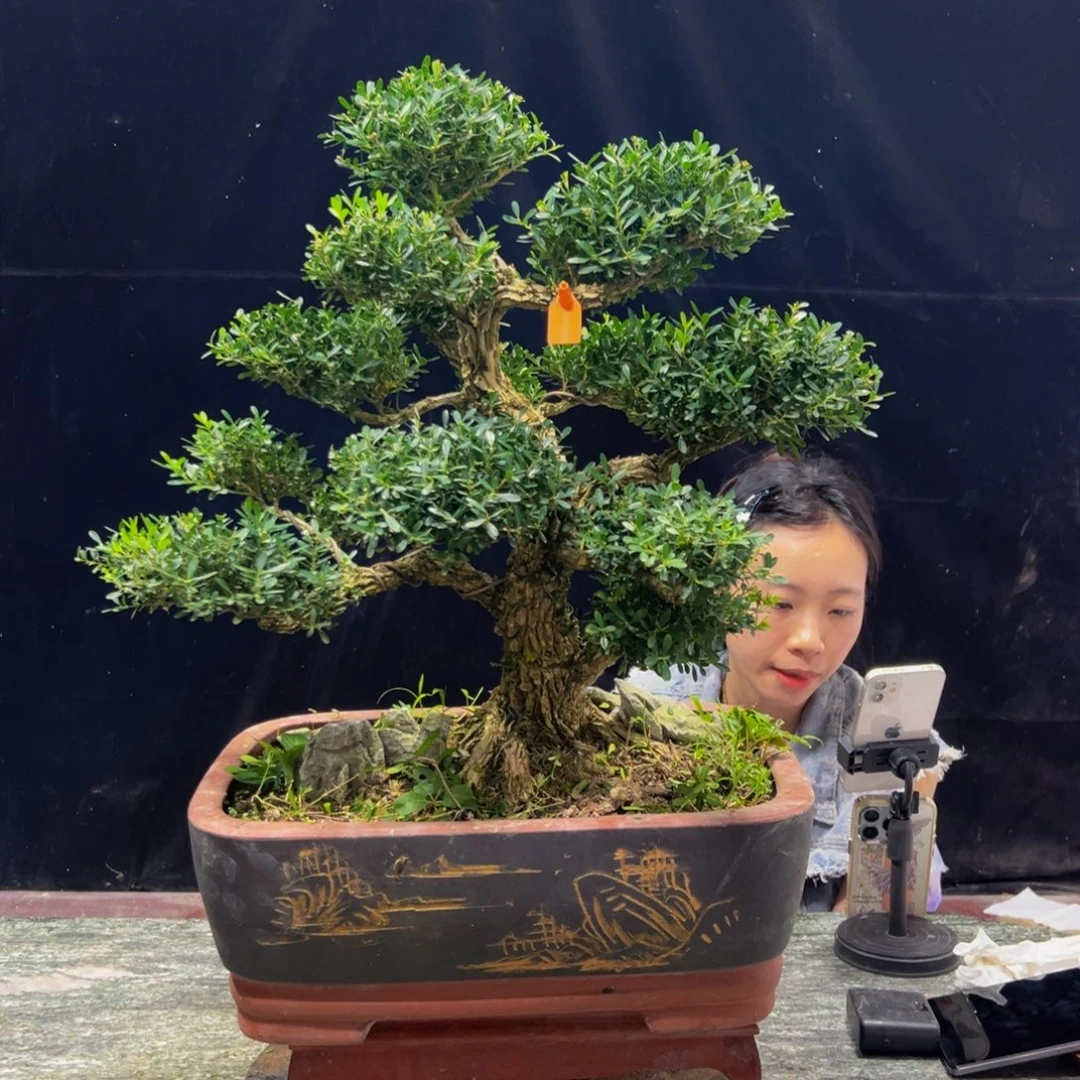 无花朵广东黄杨四季常青