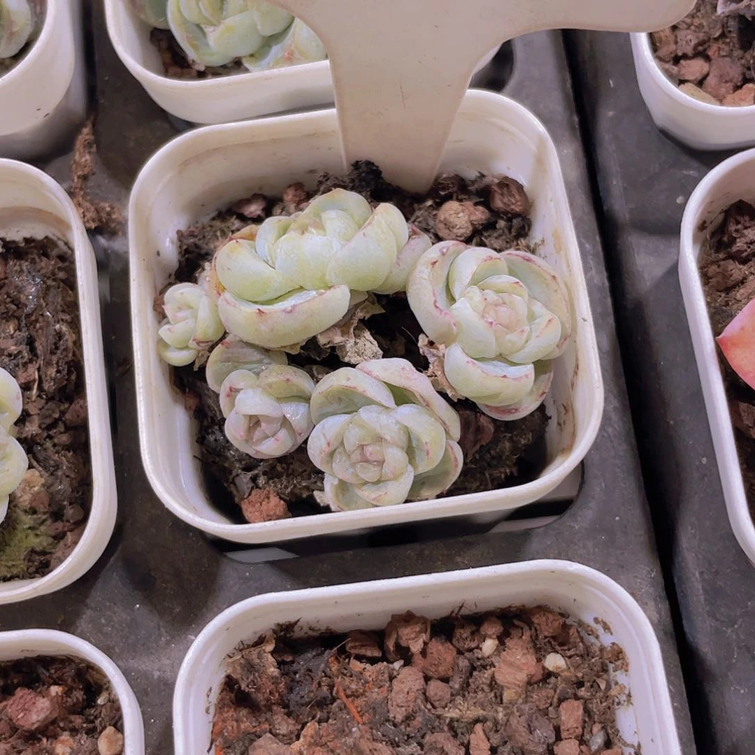 槐***?胖虎e078一物一拍