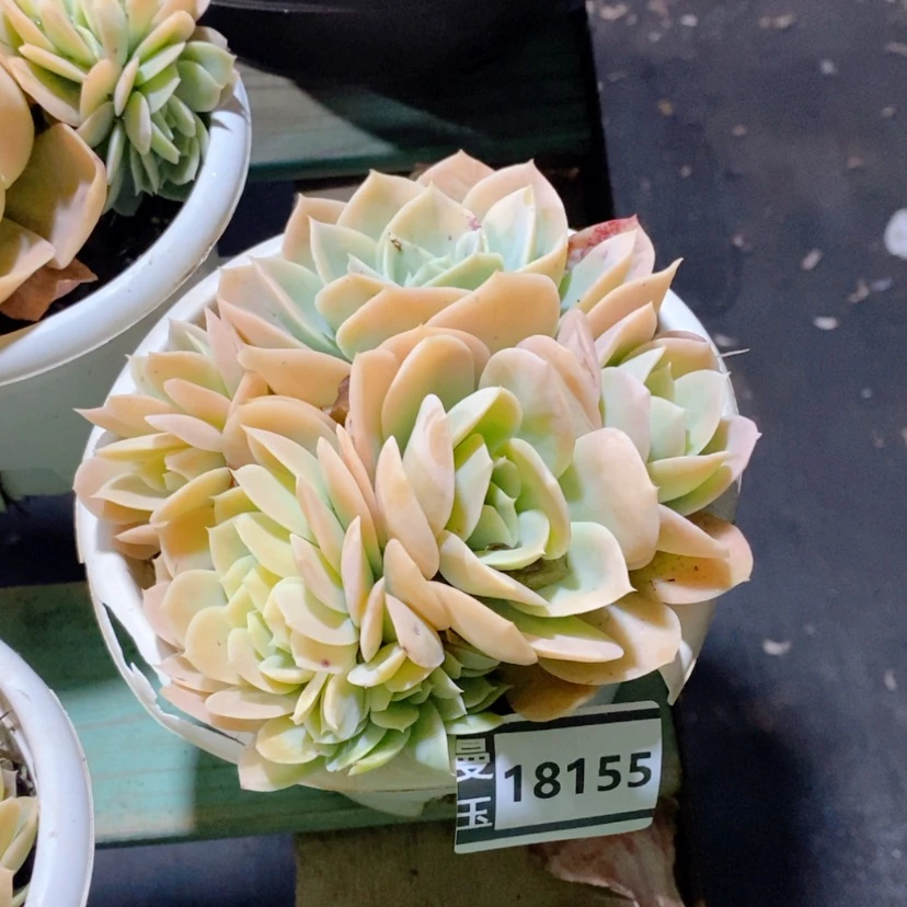 【闪购商品】领*星娜塔18155