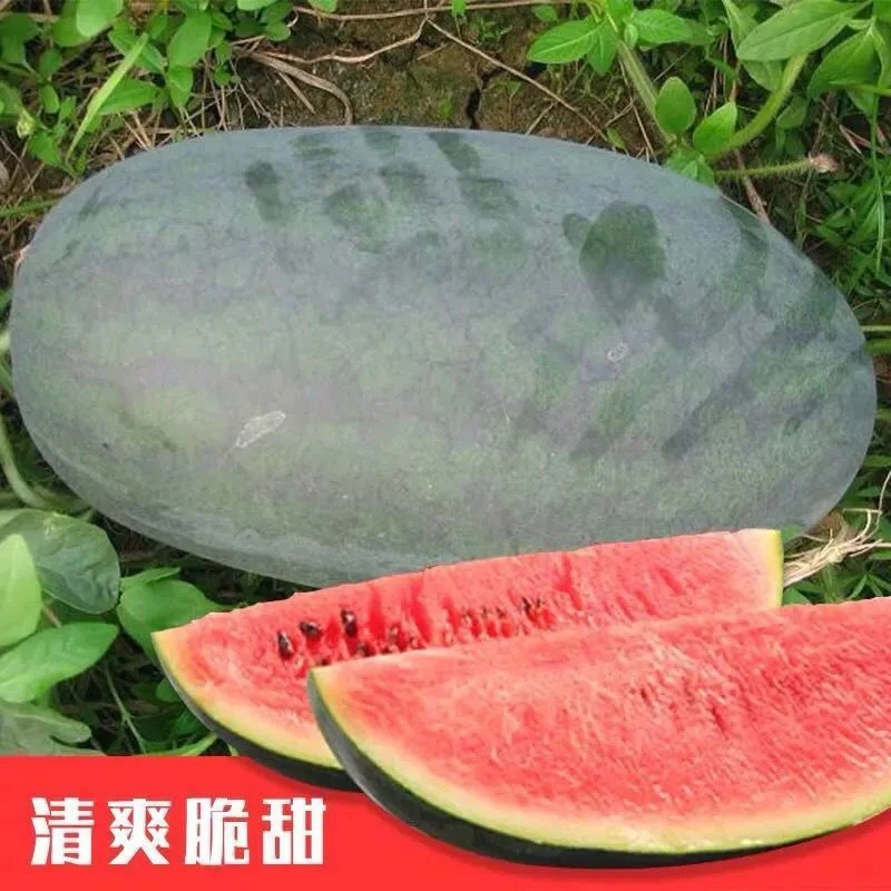 【黑霸王西瓜】抗病懒汉大果型超甜红瓤黑皮无籽西瓜种子