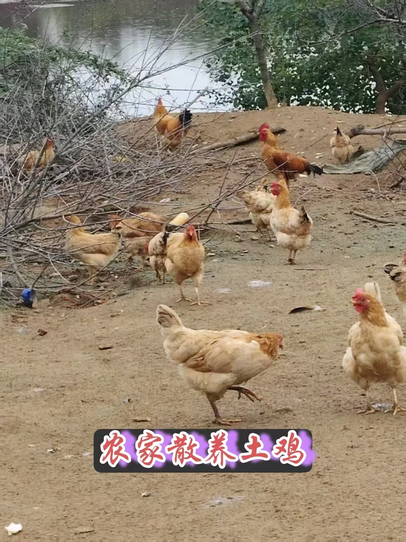 安庆正宗农家散养土鸡老母鸡跑山鸡顺丰发货单只装