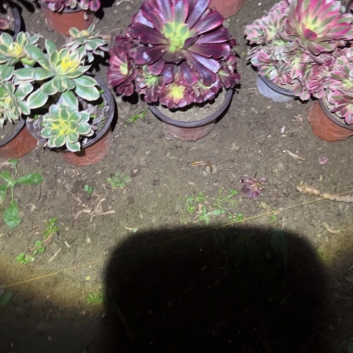 不包侧枝一物一拍142