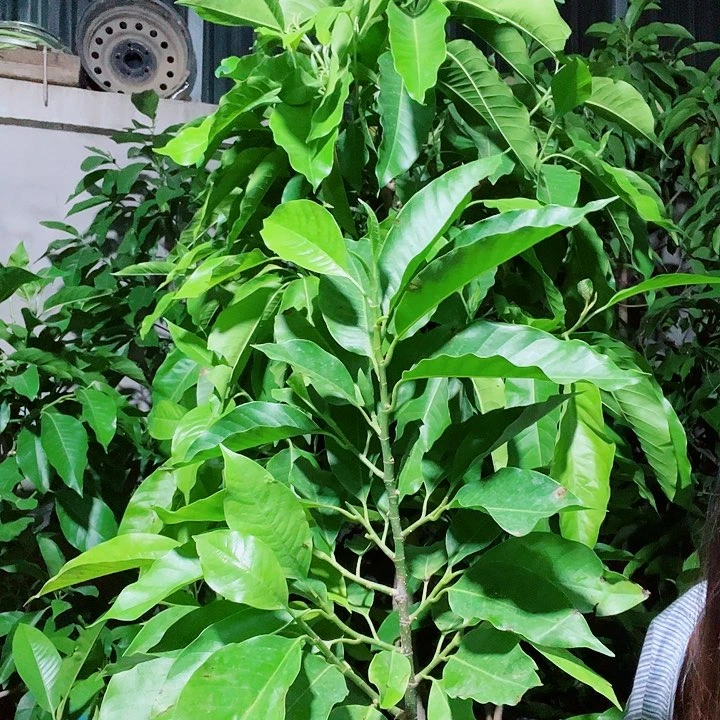白兰花是真的好看
