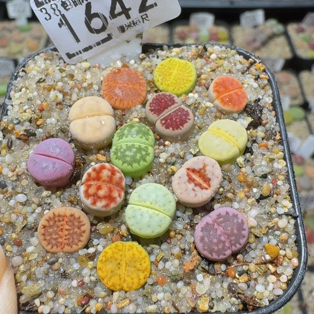 Ssss精品生石花1642