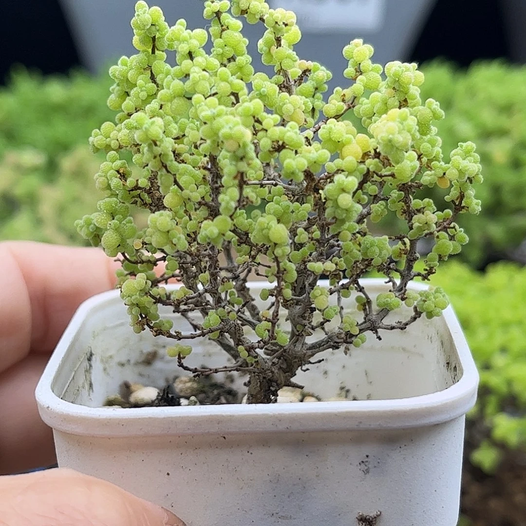 30小小米优选枝干番杏