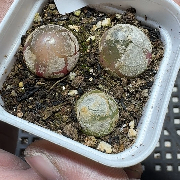 124 多肉植物多肉植物