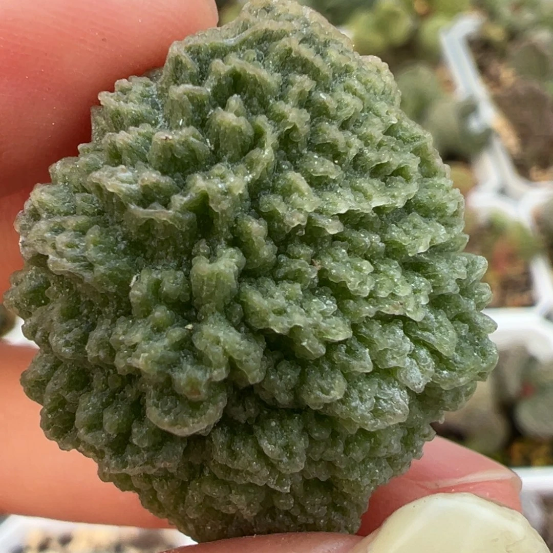 盲盒叶大叶型爆炸纹