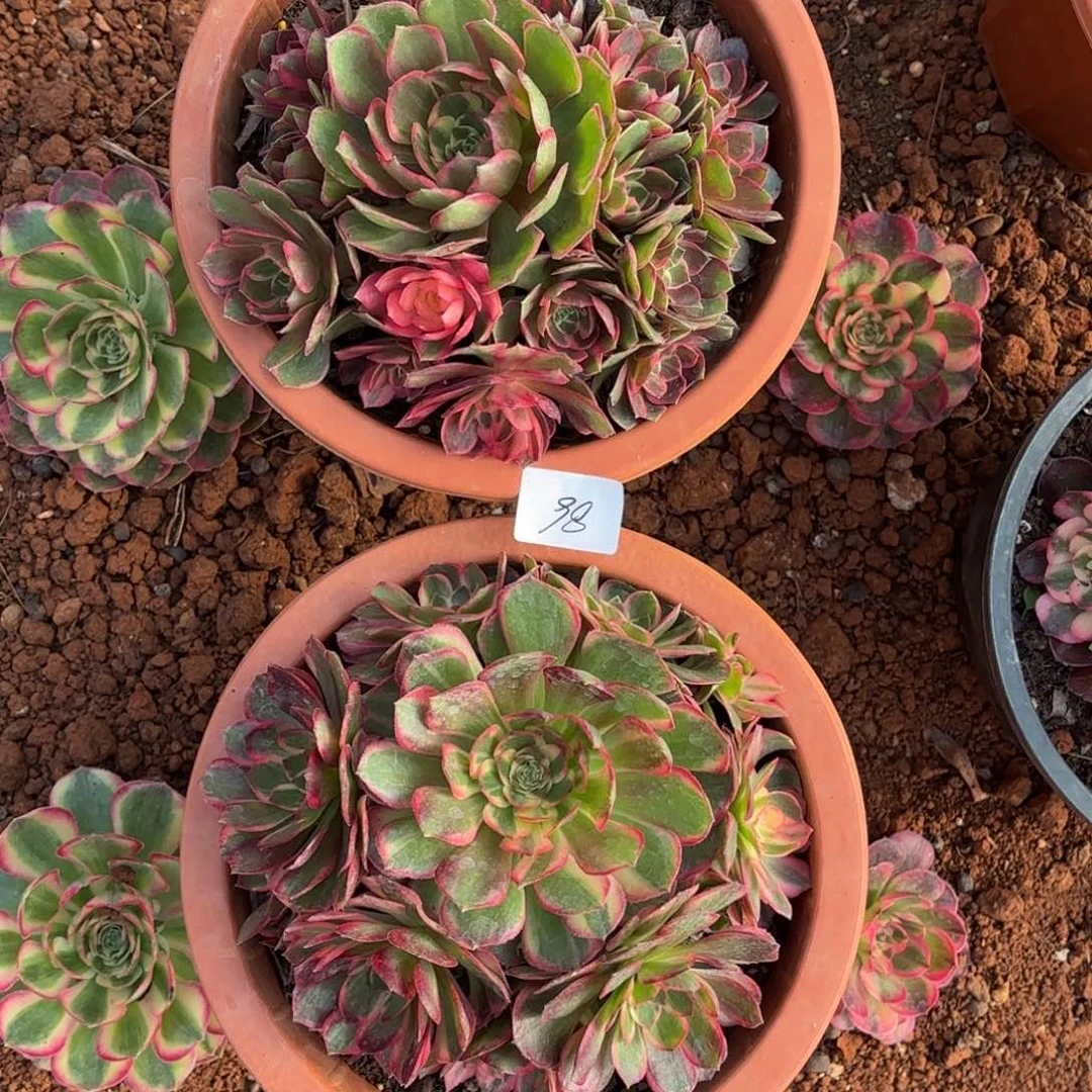 云南多肉植物黑魔锦