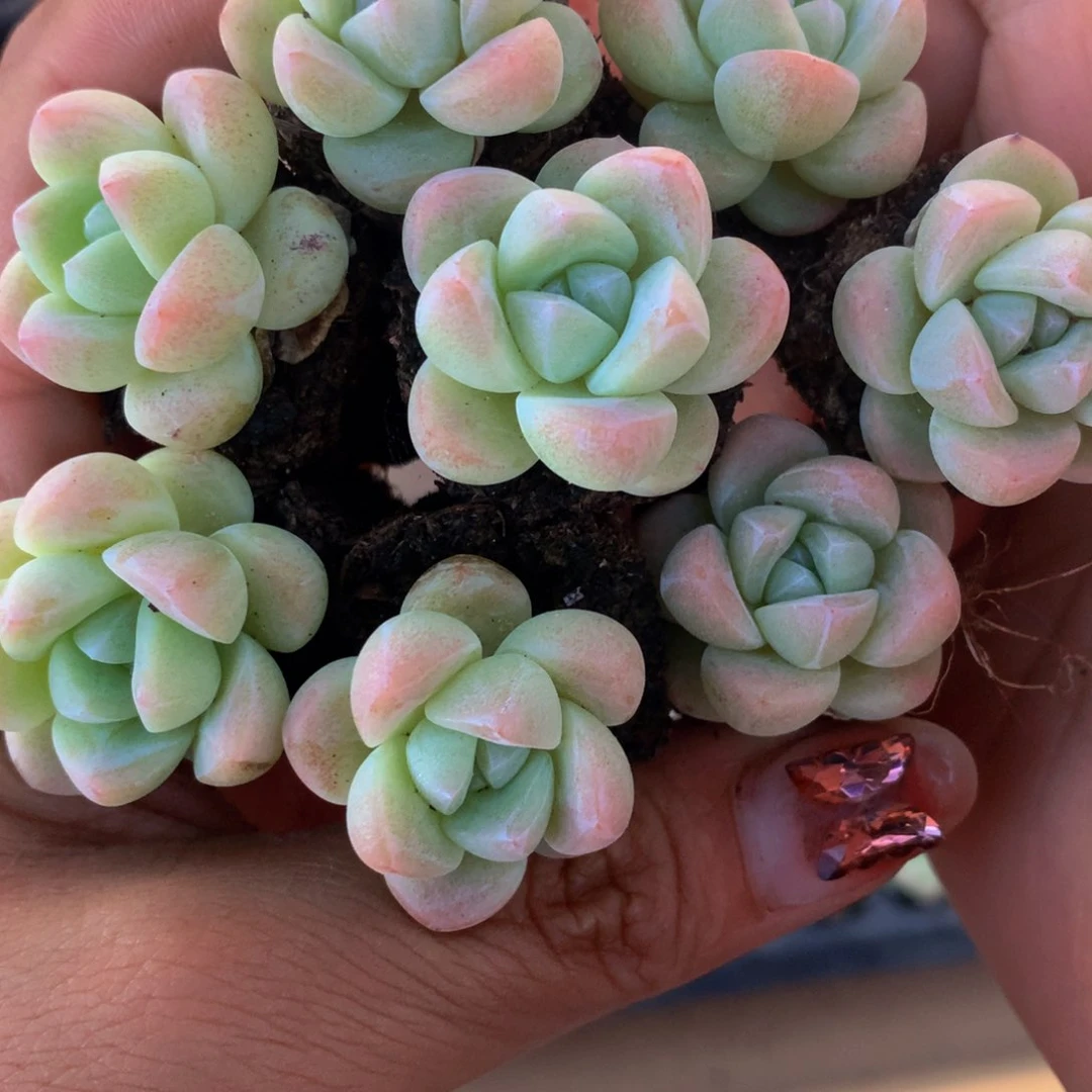 冰玉小拍10发11颗 （满9.99包邮不满9.99发叶子）