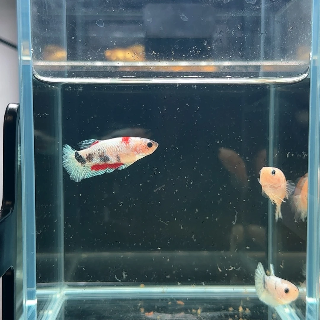 斗鱼活体观赏鱼好养耐活