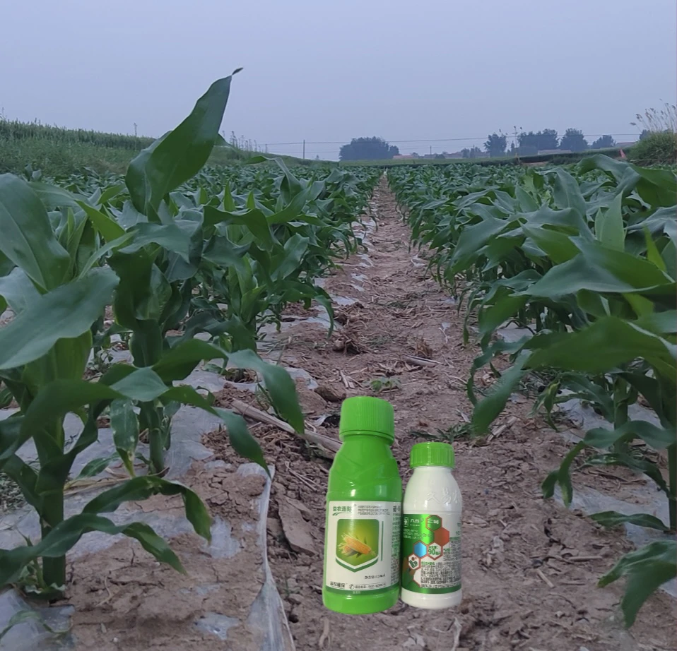 玉米1十1伴侣1单5亩增产增收