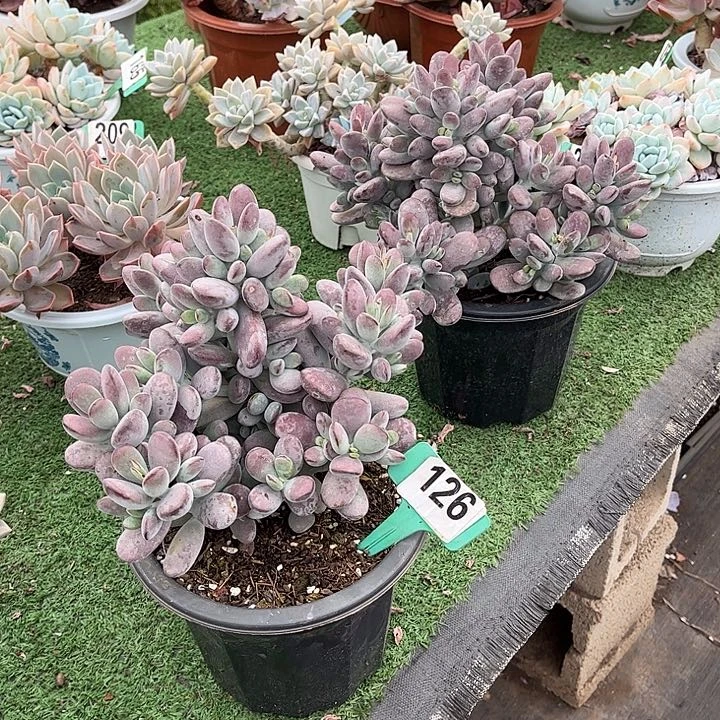 九**柏宾棒福娘多肉植物228126