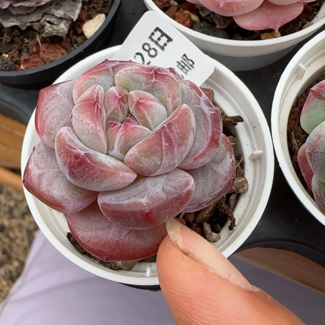 花语逸镜0128-319