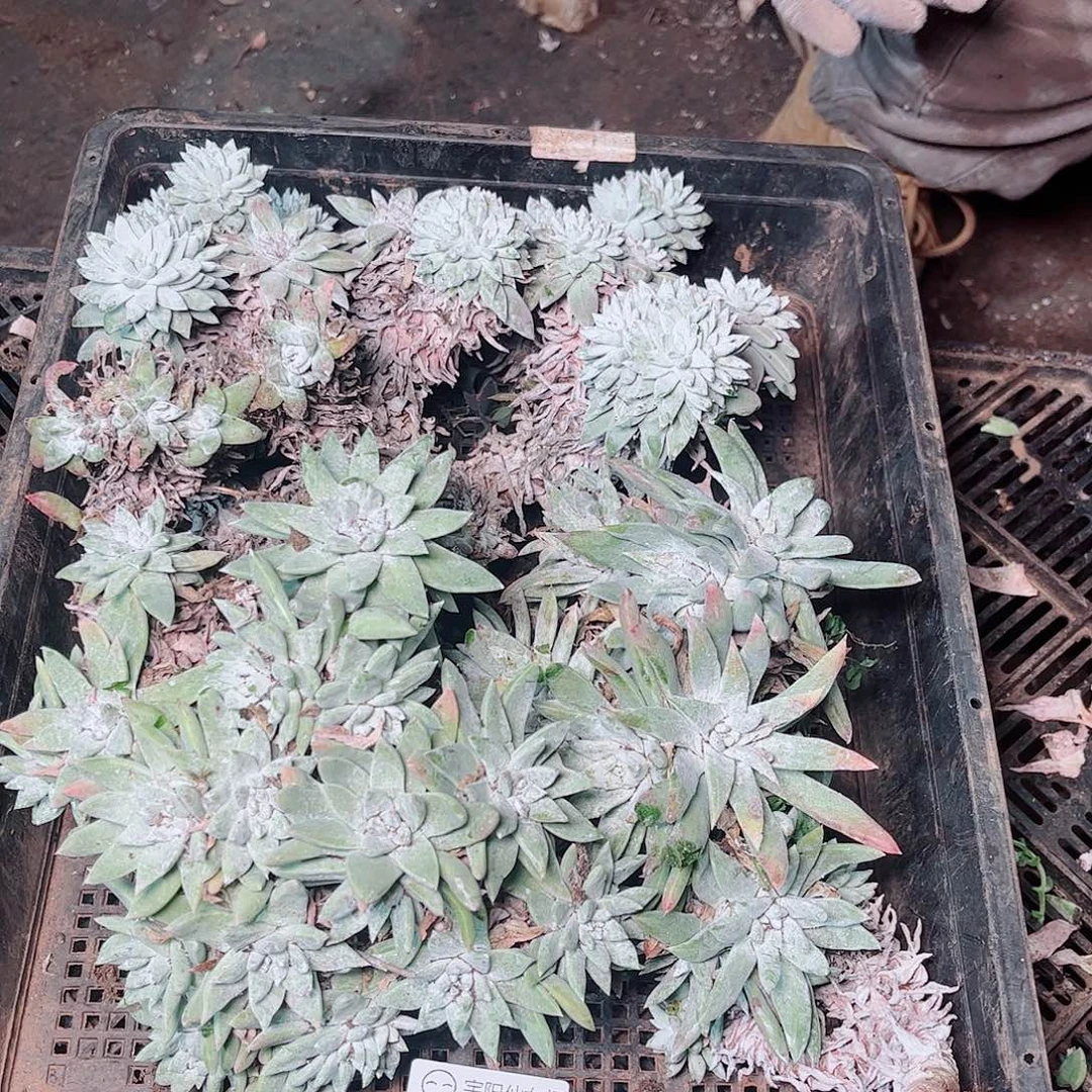 5407筐拍瑕疵不售后