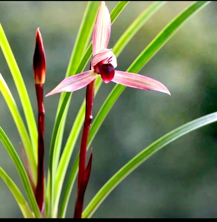 春兰  中国红  云南原生带花苞