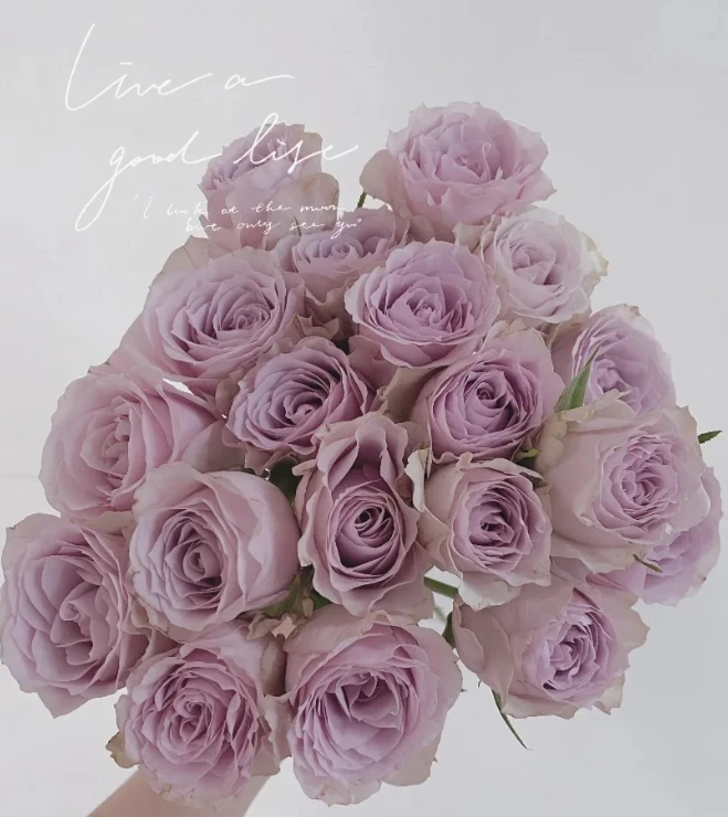 珂赛特（修剪）无花苞 2.8升根接盆栽苗