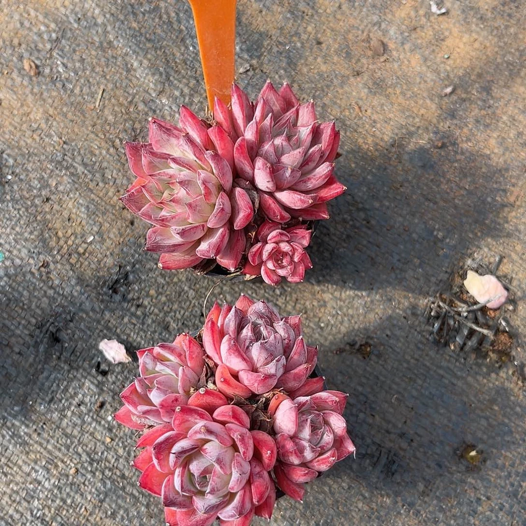 云尘多肉一物一拍 1162,