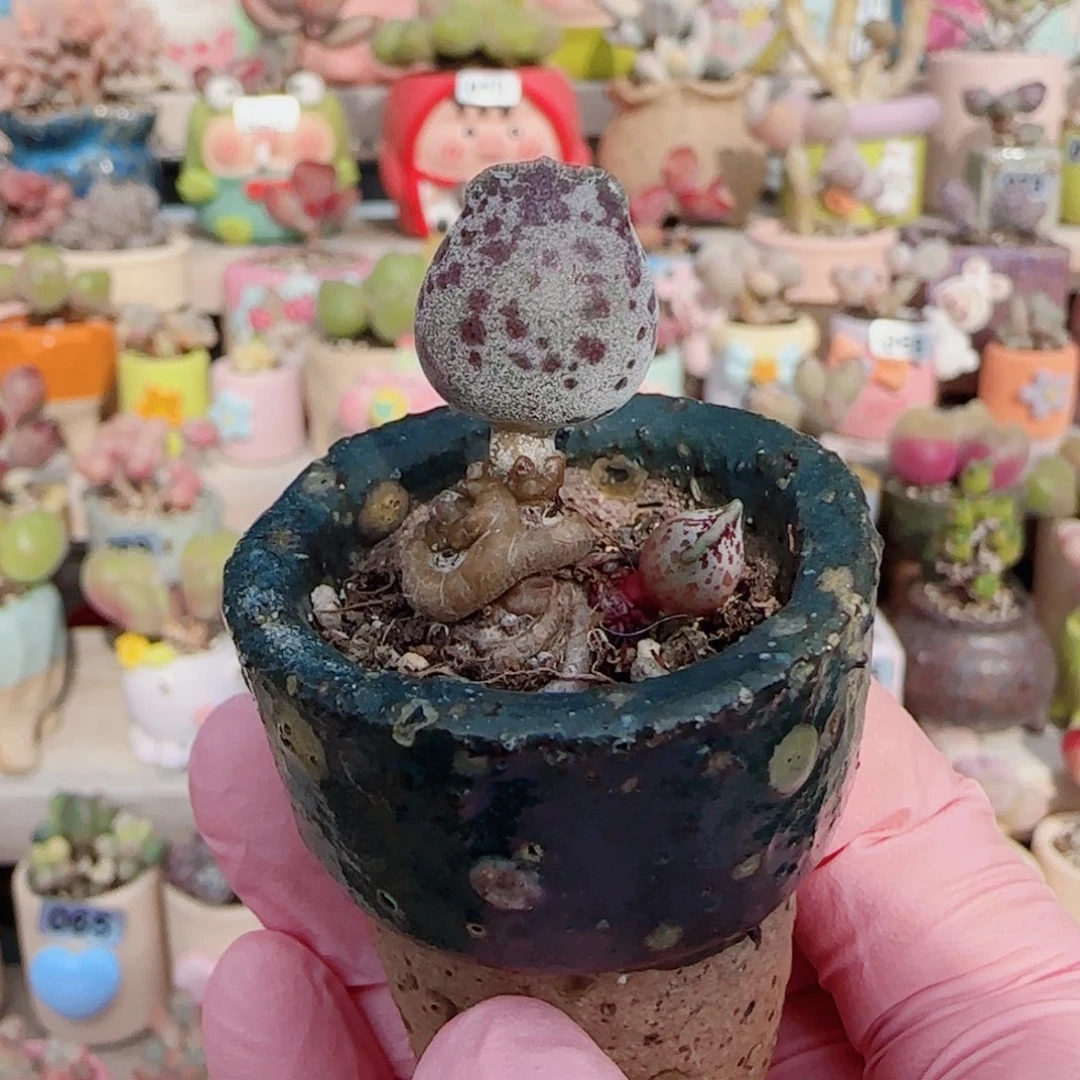 肥肥达摩 盆口3cm