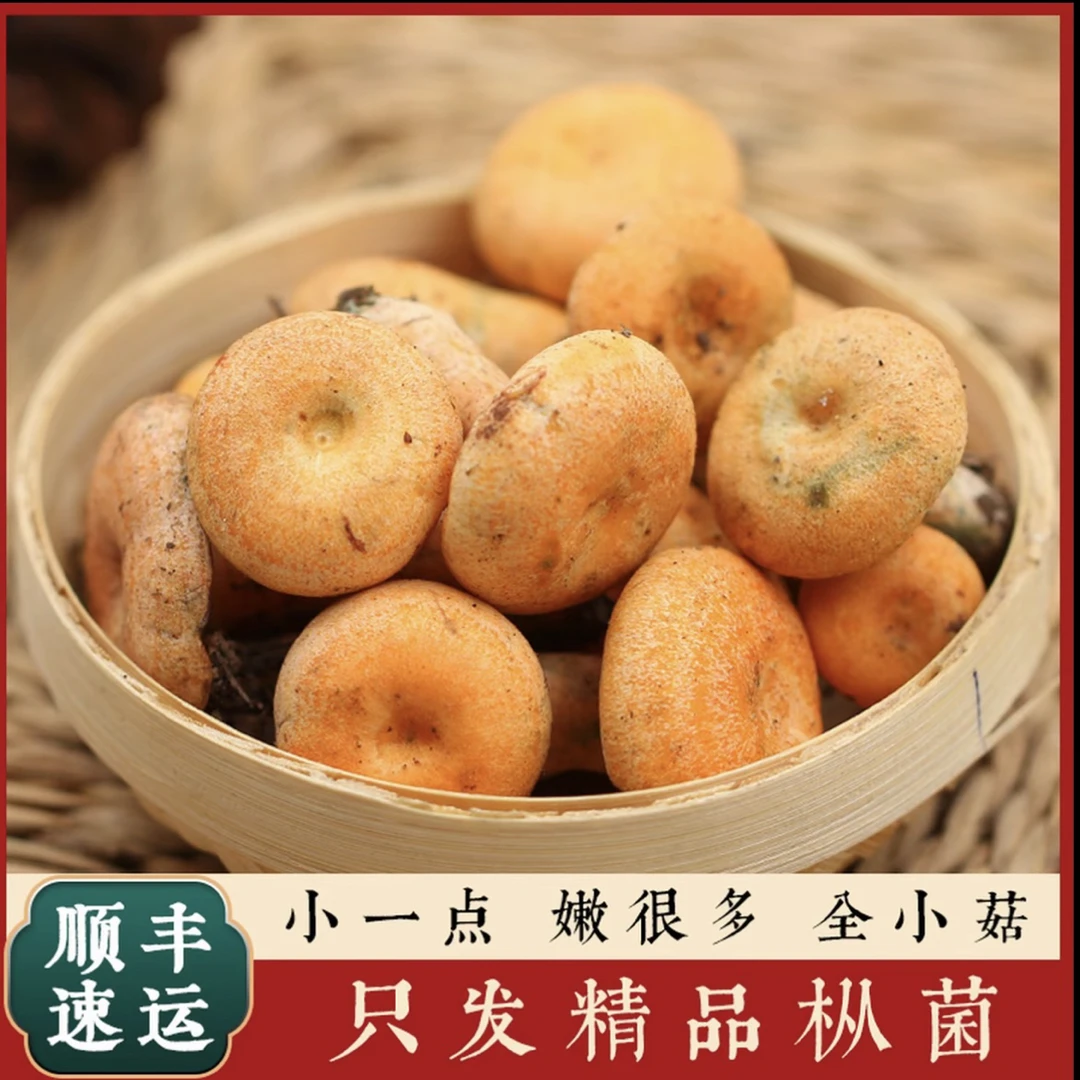 新鲜采摘乌枞菌三九菇毛草菇黄枞菌松树菌菇寒菌谷熟菌重阳菌乌菌