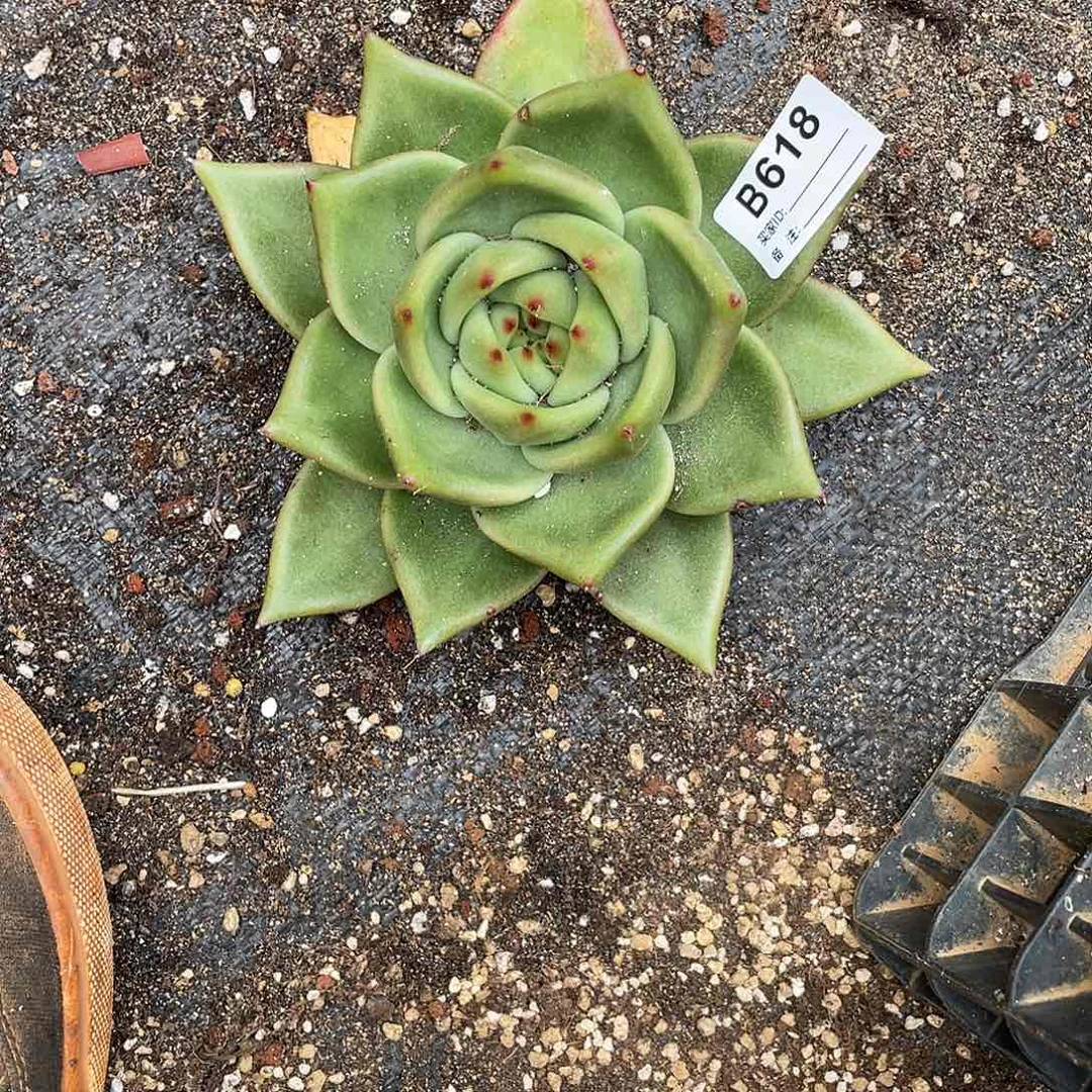 若如东云单拍B618