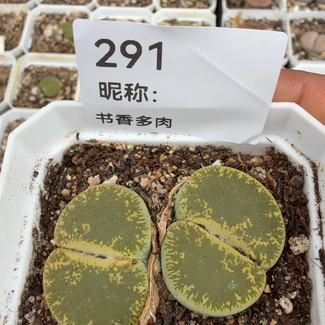 绿宝石多肉植物多肉植物