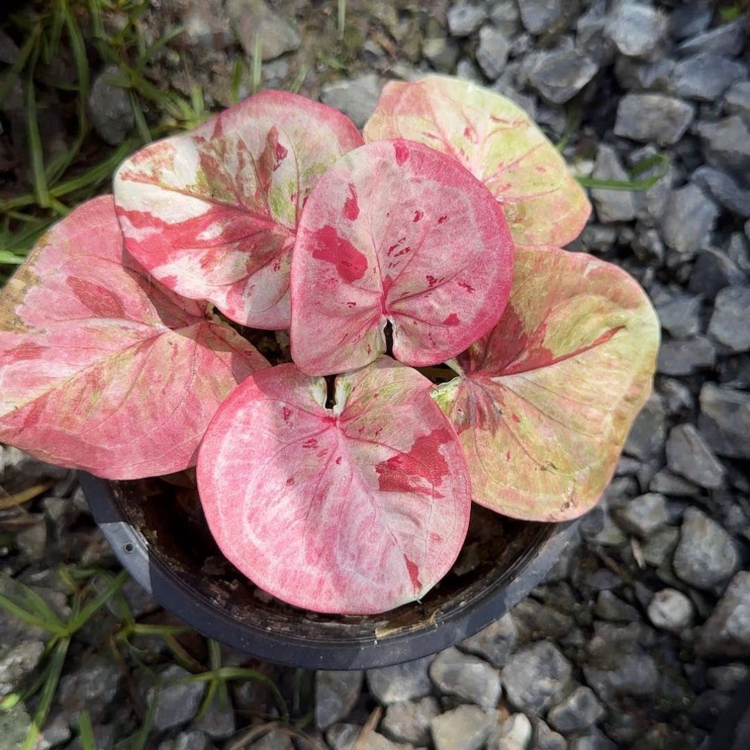 完全开放时间魔法，脱土裸根发