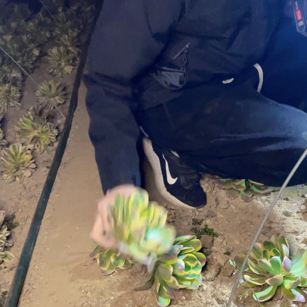 加州香炉盘白金啊啊啊啊