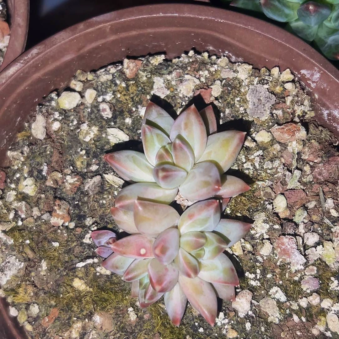 桔云多肉美人精品系列