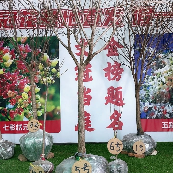 无花朵文冠花一物一拍