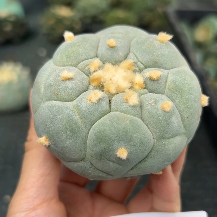 450 无根 仙人球的故事