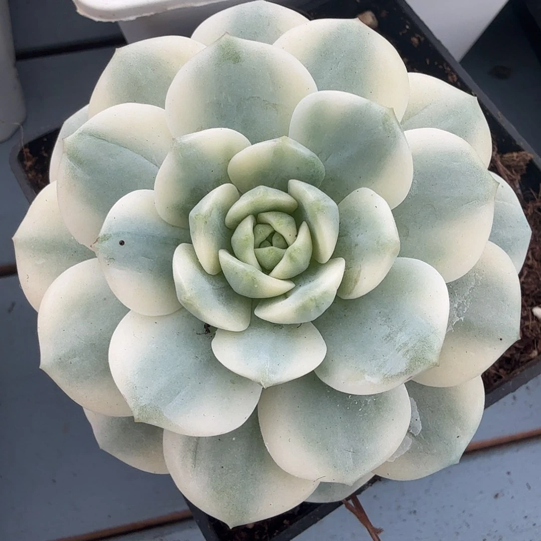 醉心锦，多肉植物。