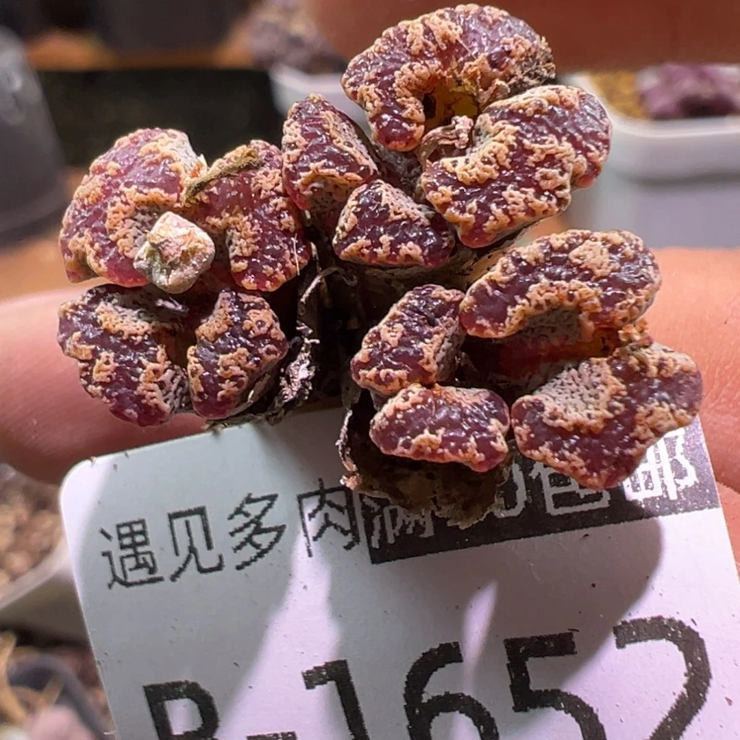 多肉植物1111111111111